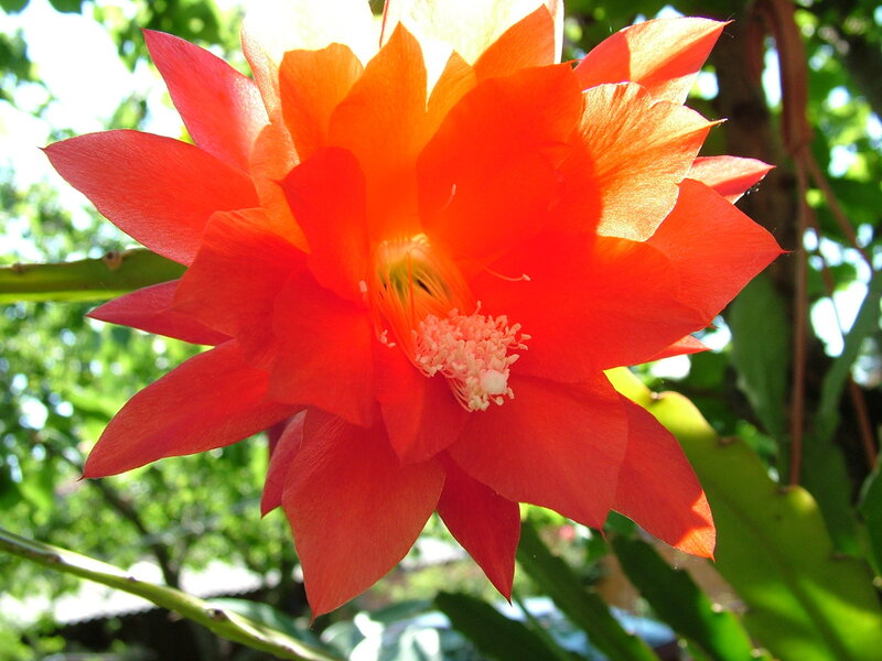 Red Cactus Flower — Vibrant, Afternoon