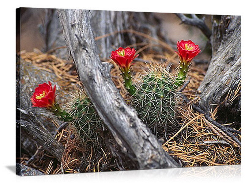 Red cactus flowers blooming