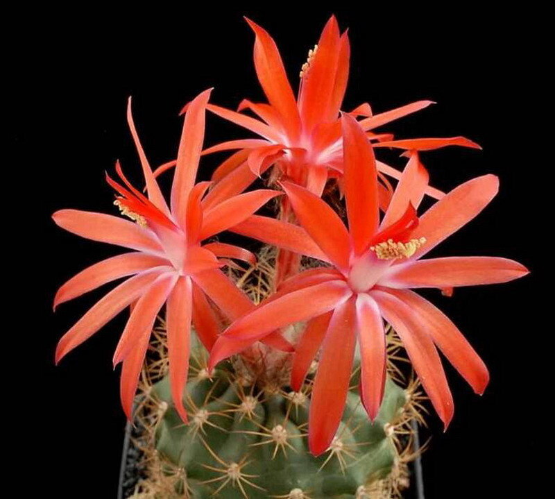 Red cactus flowers in bloom