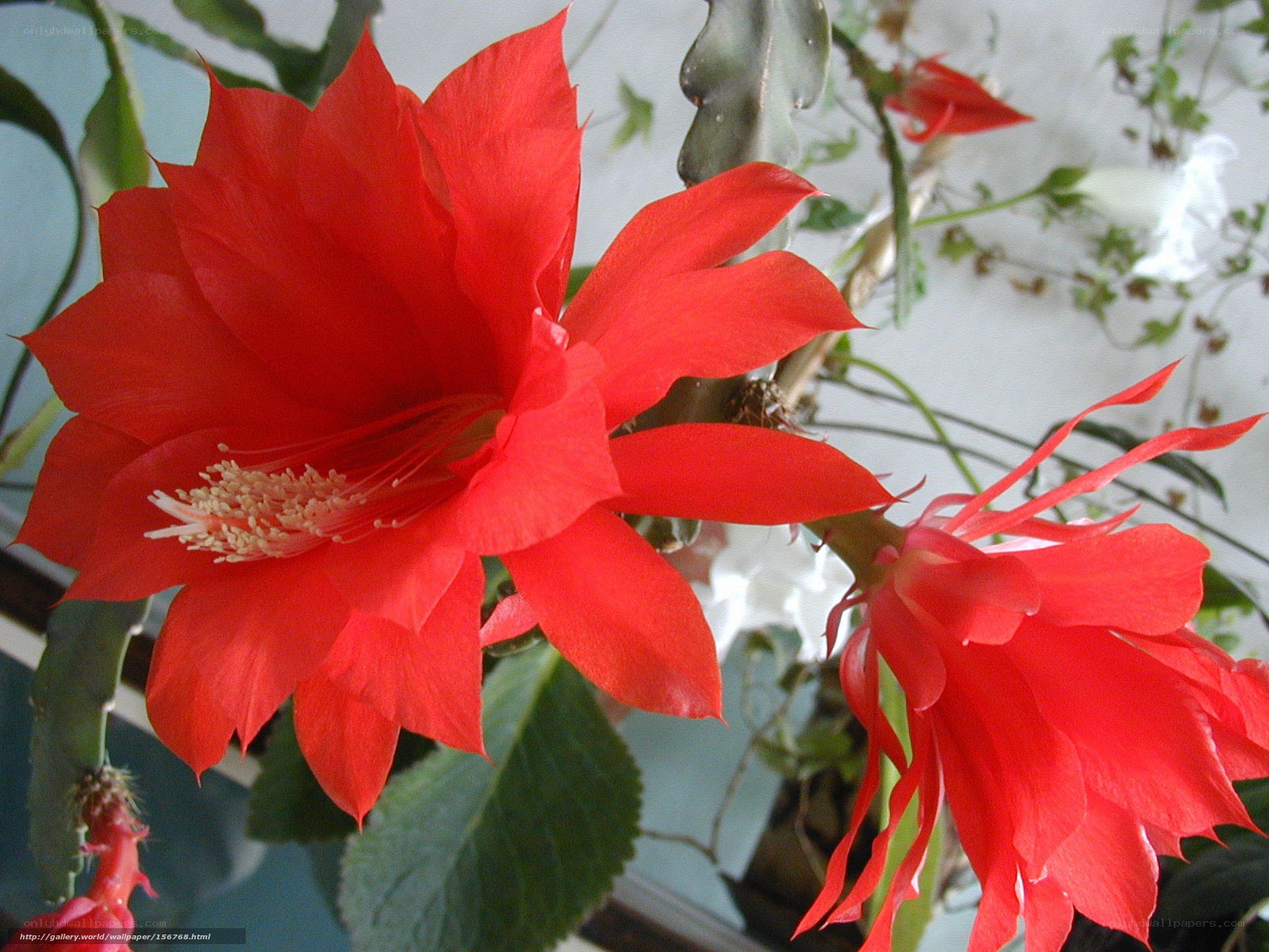 Red cactus flowers in bloom