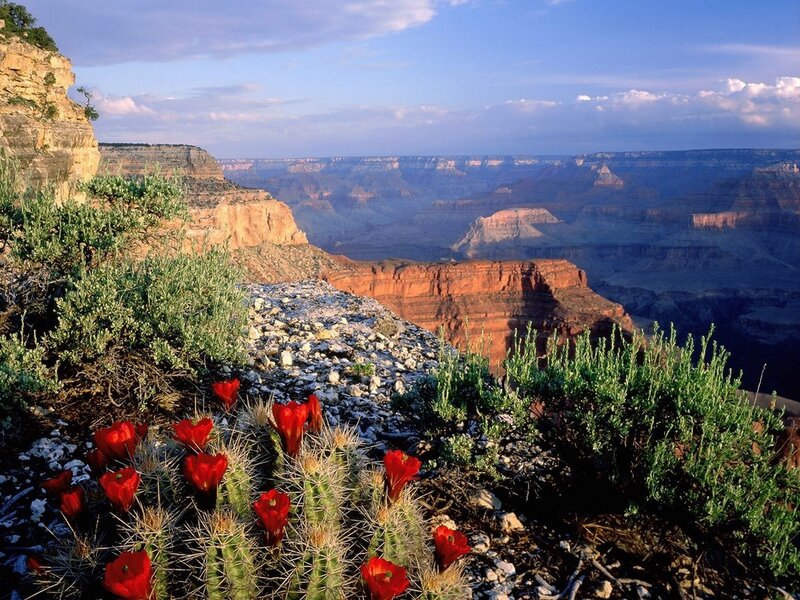 Red cactus flowers in the Grand Canyon