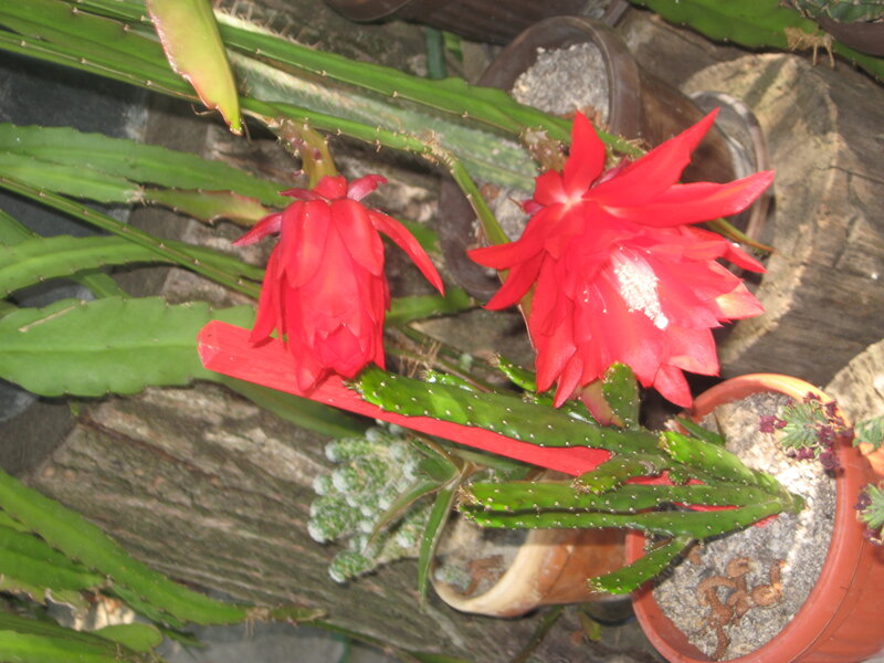 Red Cactus Flowers — Natural