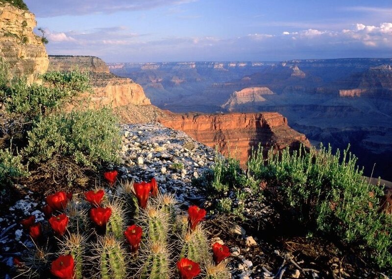 Red Cactus Flowers — Serene