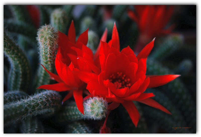 Red Cactus Flowers
