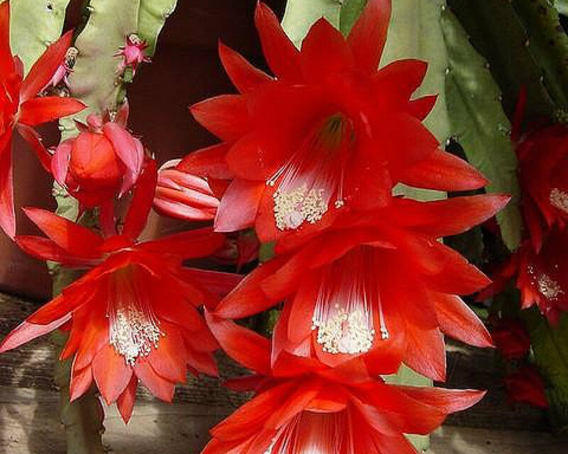 Red Cactus Flowers — Vibrant, Photograph, Buds