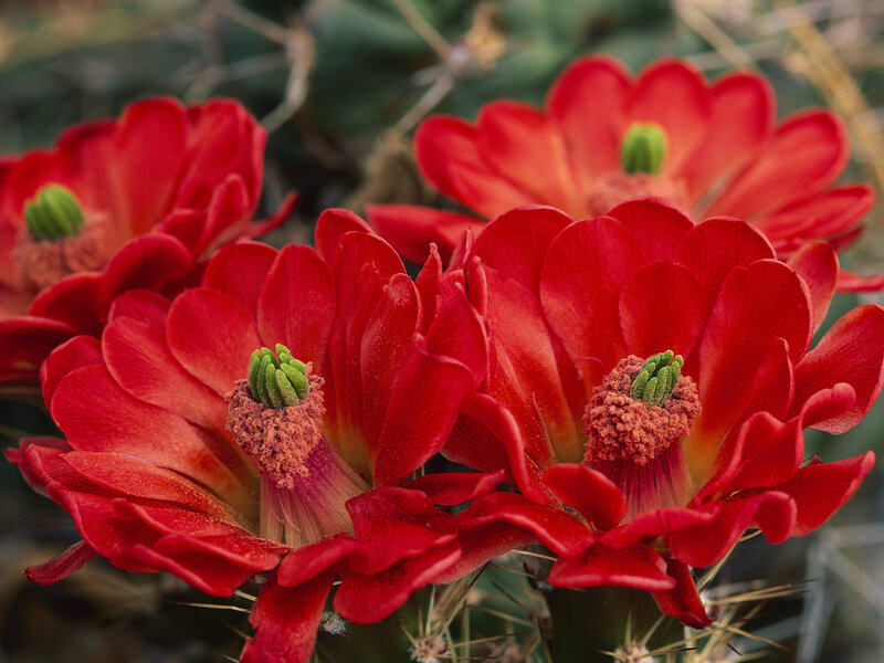 Red Cactus Flowers — Vibrant, Photograph, Spines