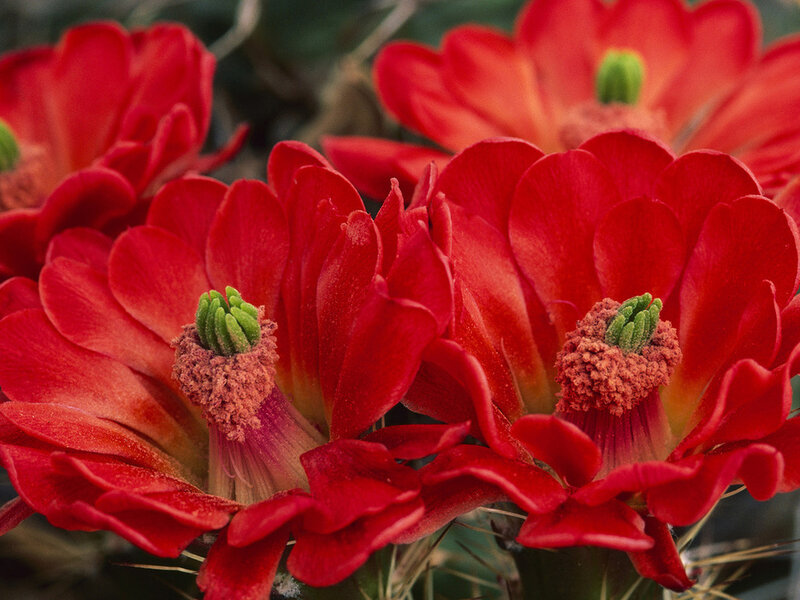Red Cactus Flowers — Vibrant, Photograph