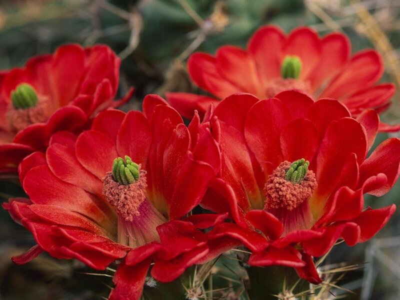 Red Cactus Flowers — Vibrant