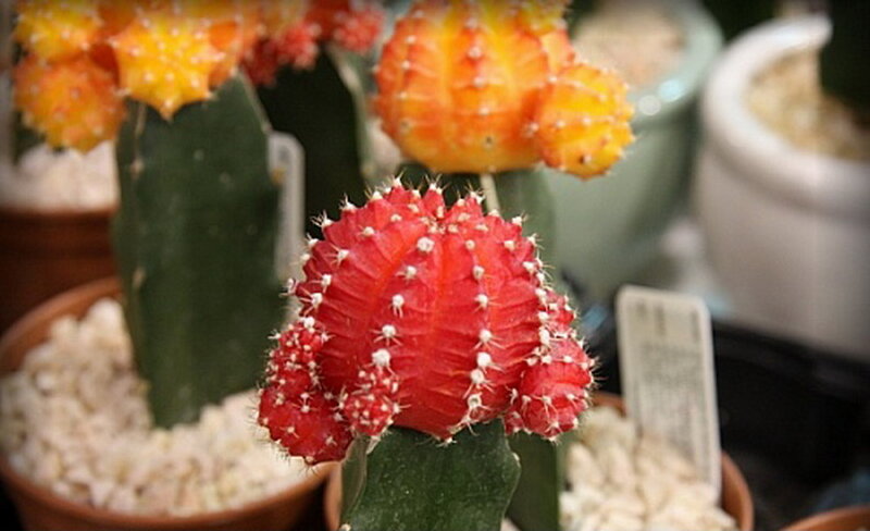 Red Cactus with Spines