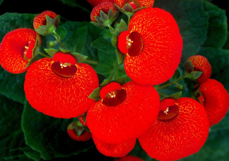 Red Calceolaria Flowers