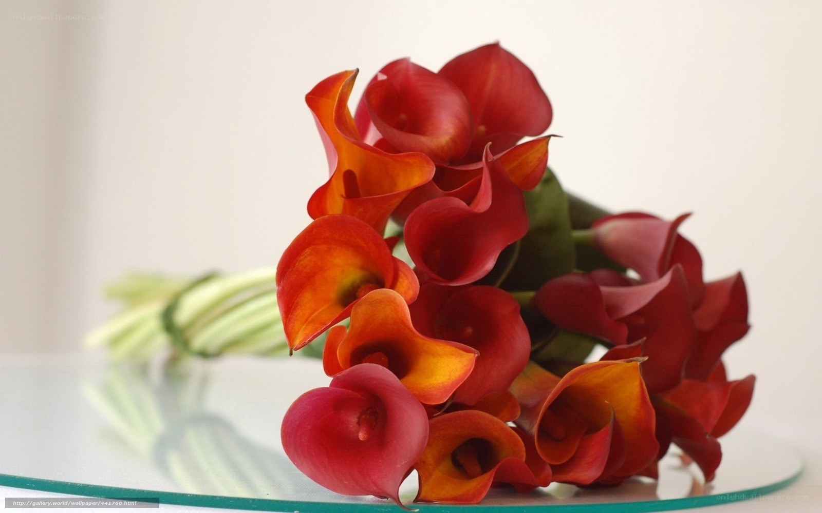Red calla lilies bouquet