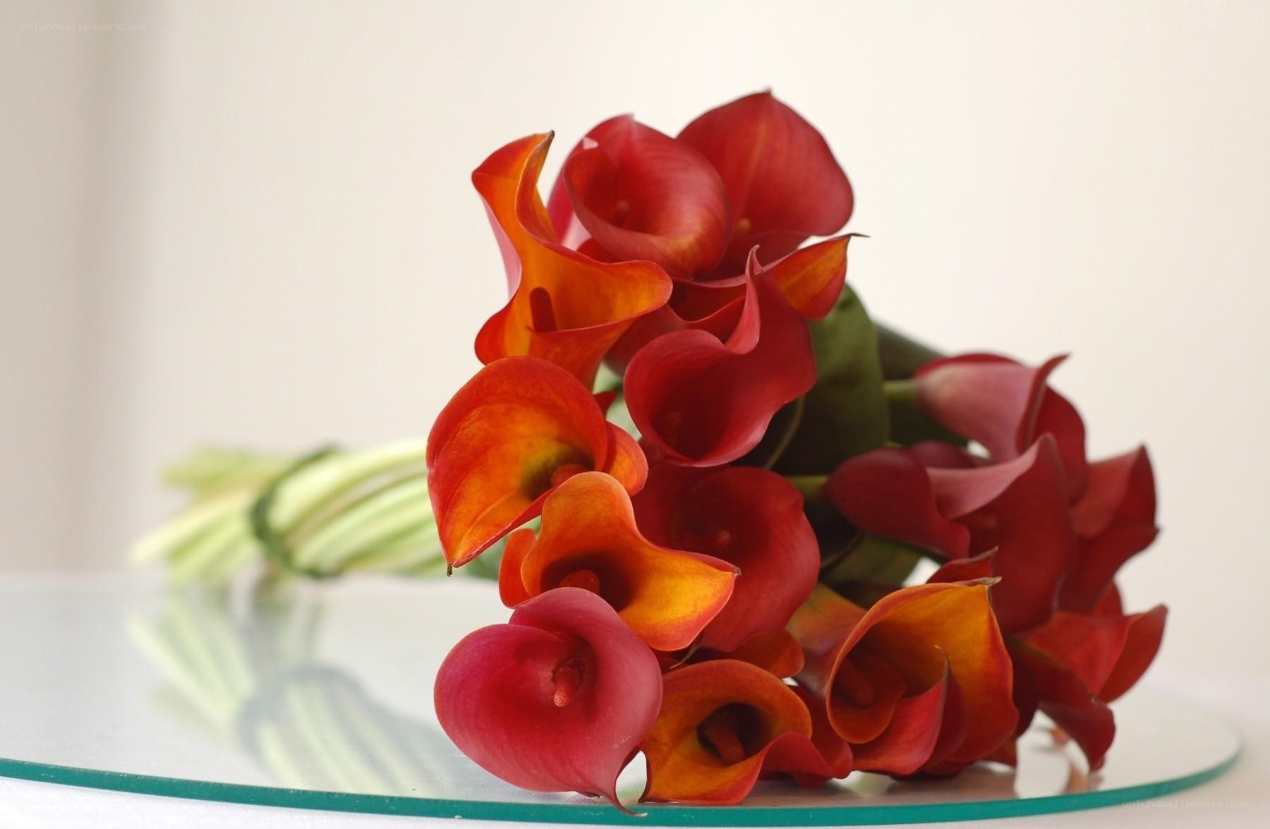 Red calla lilies bouquet