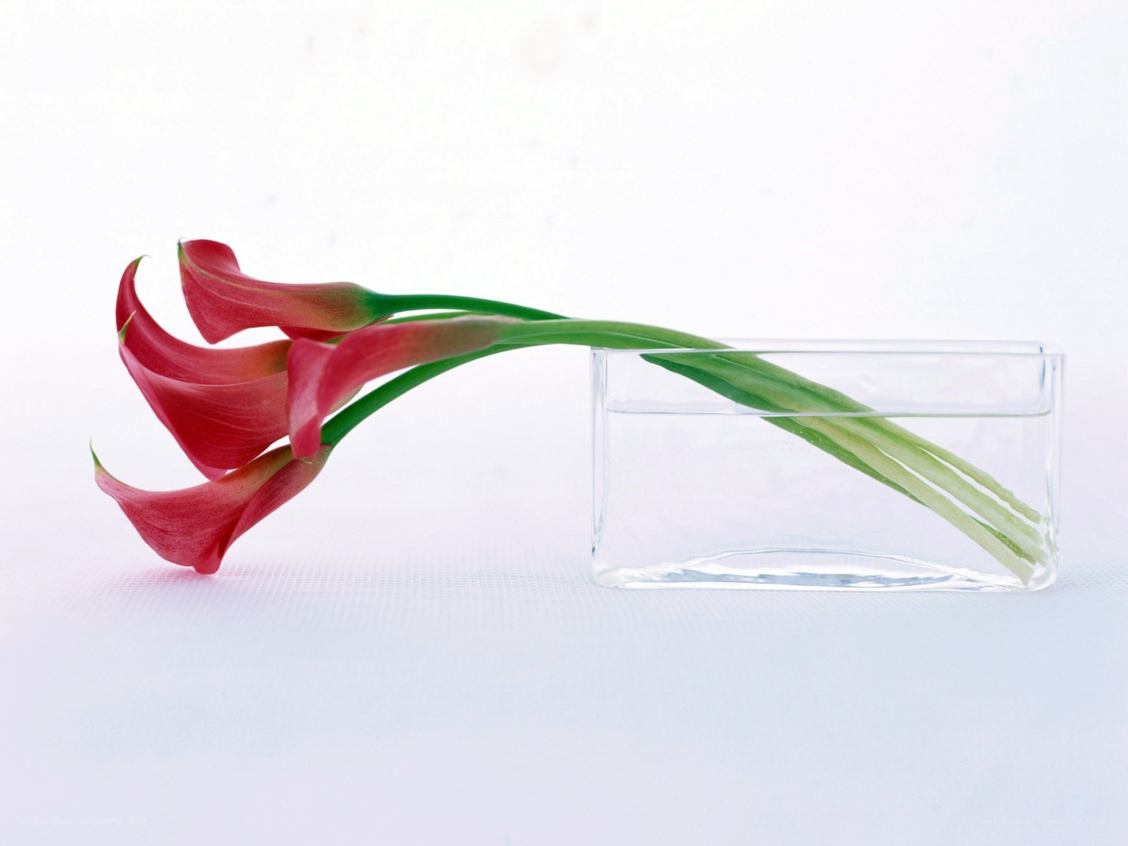 Red calla lilies in a vase