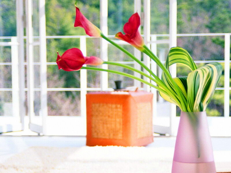 Red Calla Lilies in Vase