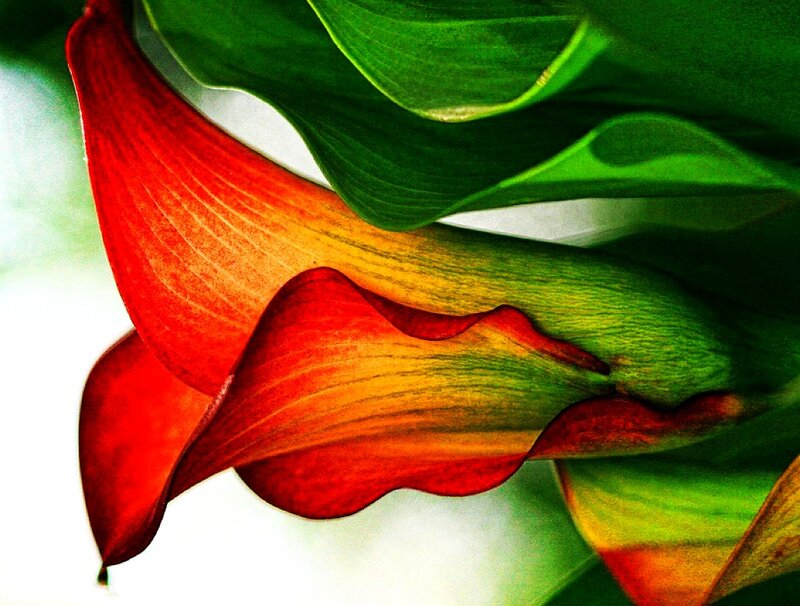 Red Calla Lilies — Vibrant