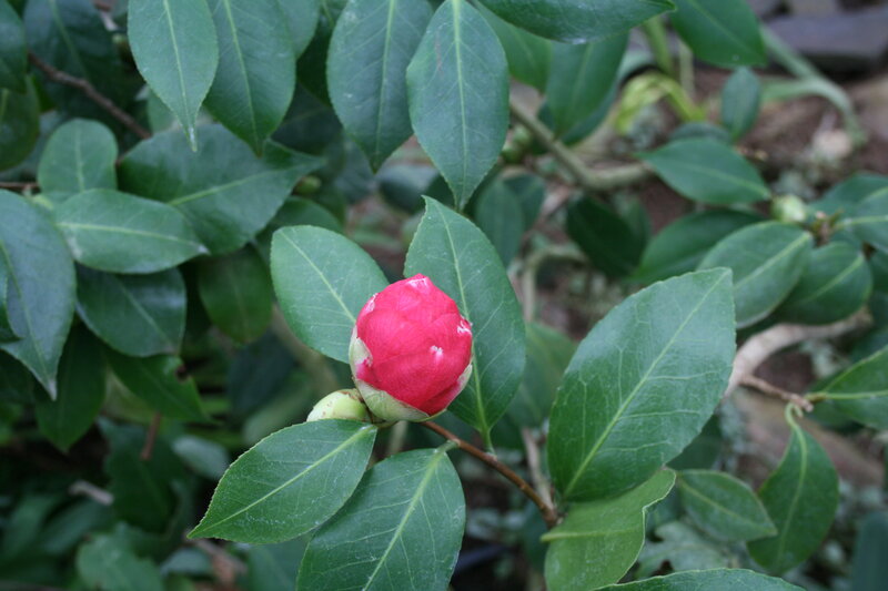 Red Camellia Bud — Calm