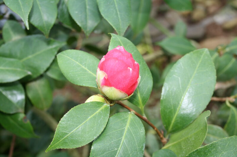 Red Camellia Bud