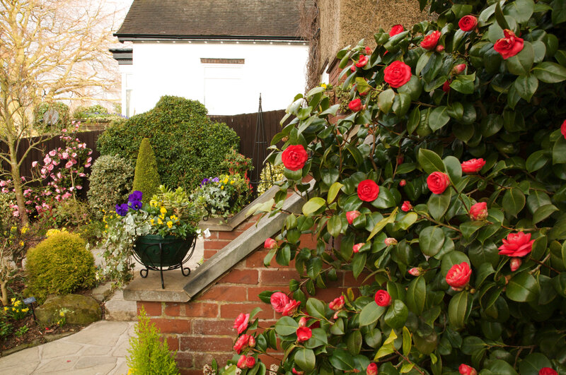 Red Camellia Bush