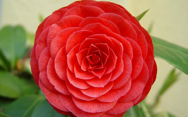 Red camellia flower