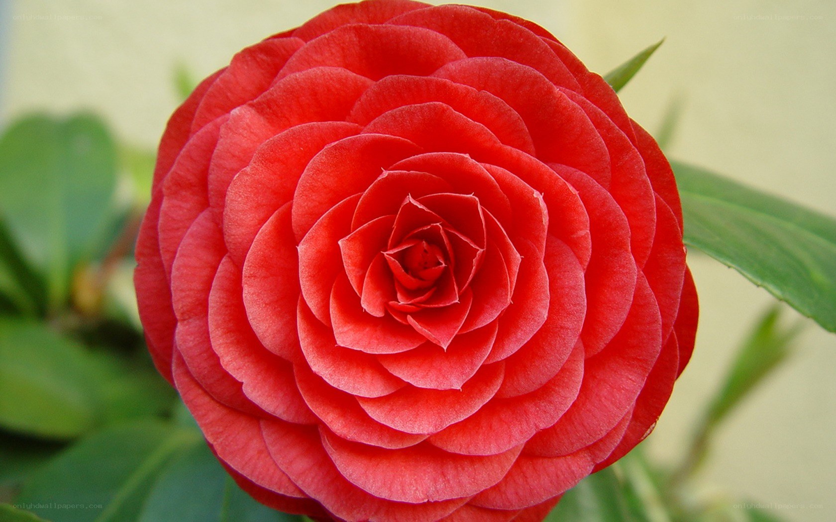 Red camellia flower