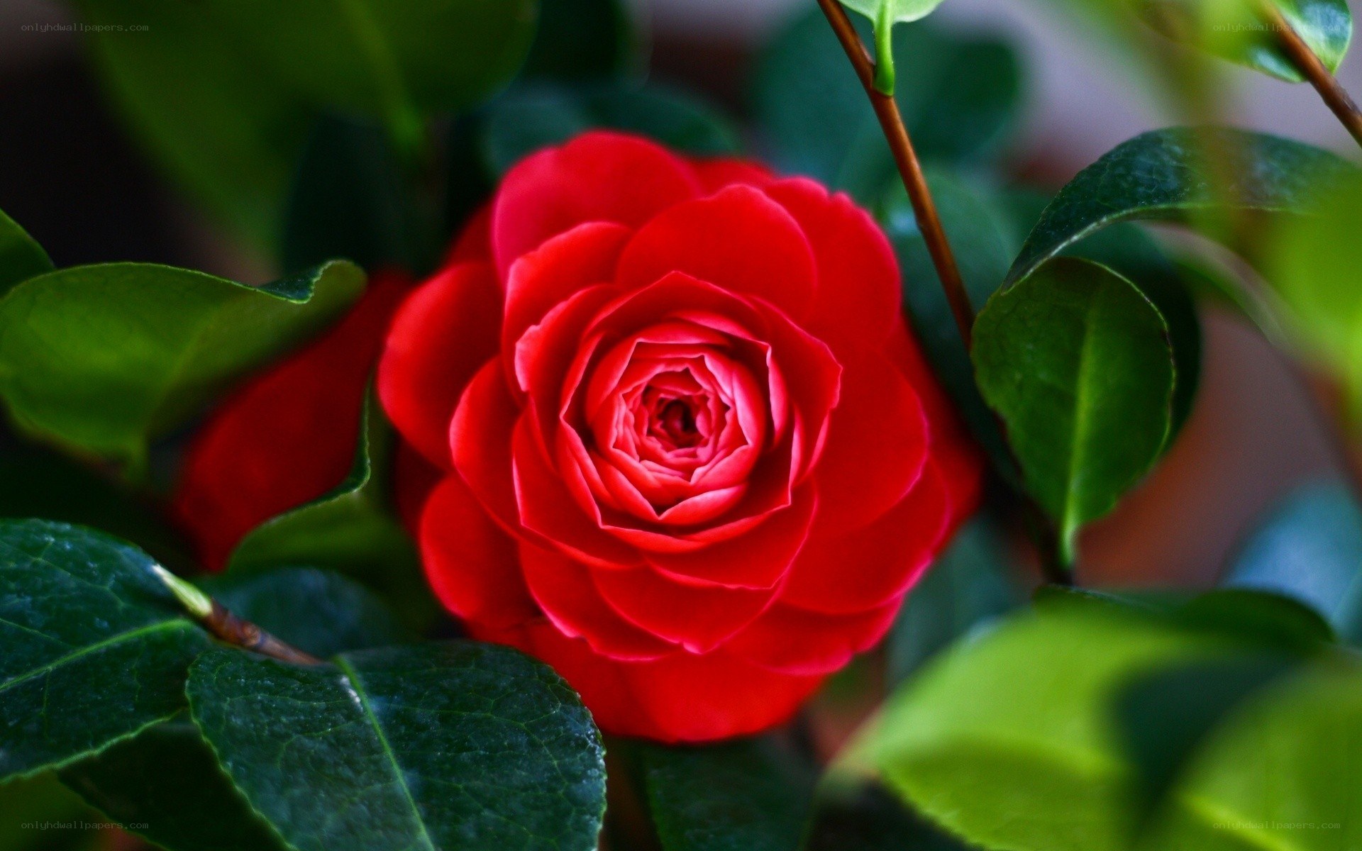 Red camellia flower