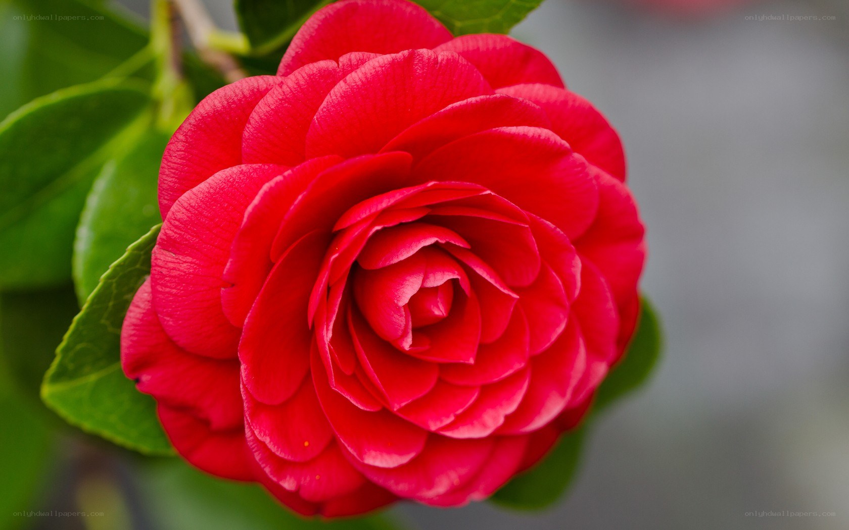 Red camellia flower