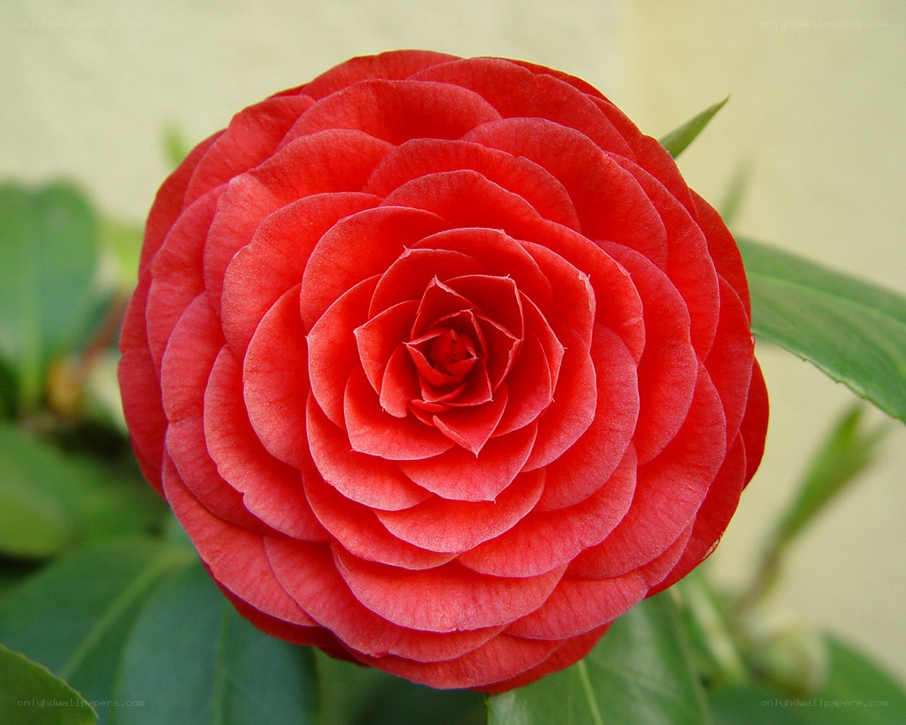 Red camellia flower