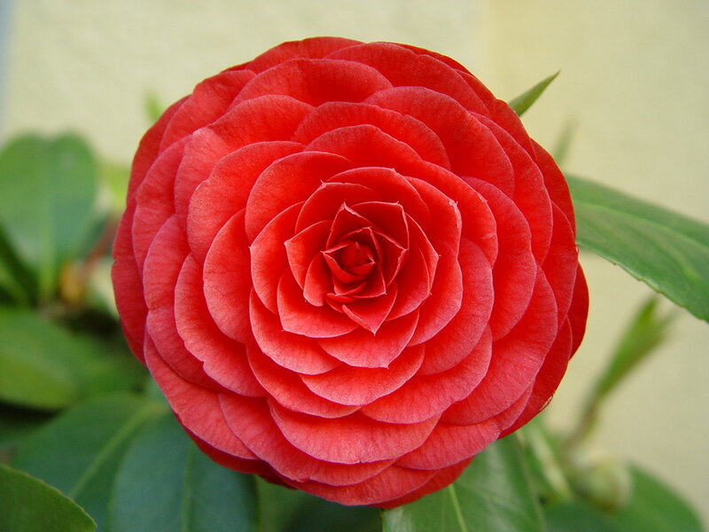 Red camellia flower