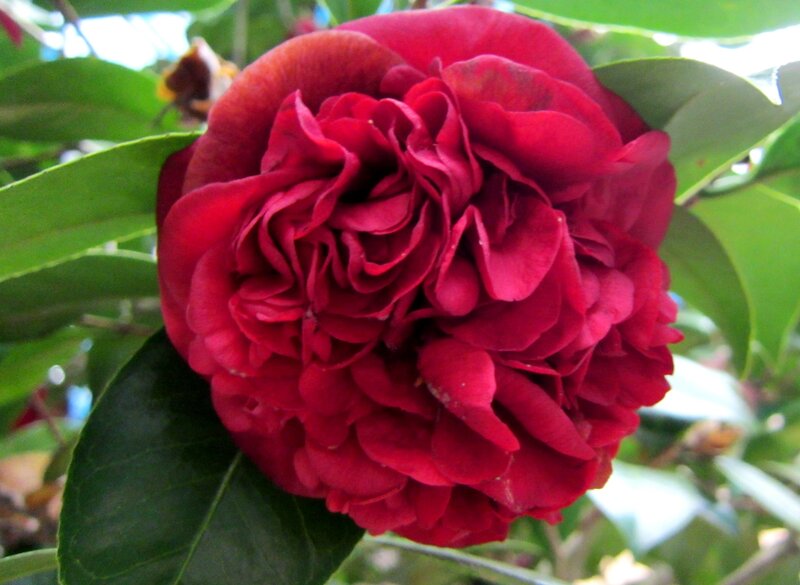 Red Camellia Flower — Calm, Afternoon