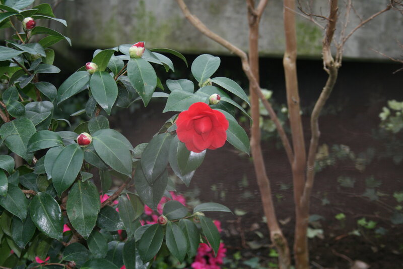 Red Camellia Flower — Calm, Photograph, Buds