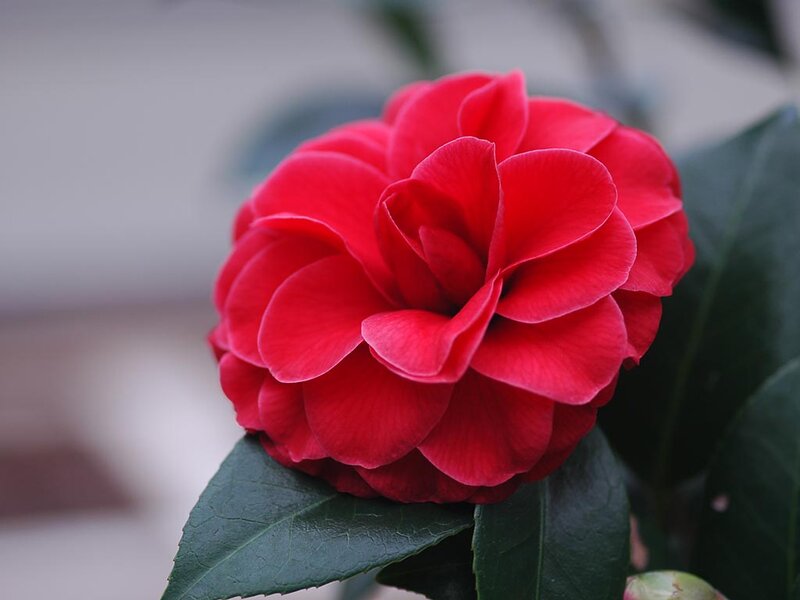 Red Camellia Flower — Calm, Photograph, Green Leaves