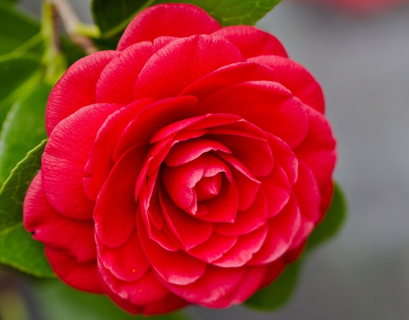 Red Camellia Flower — Calm, Photograph, Leaf