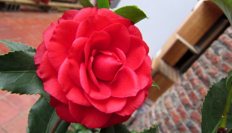 Red Camellia Flower — Calm, Photograph, Leaves