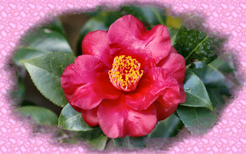 Red Camellia Flower — Calm, Photograph