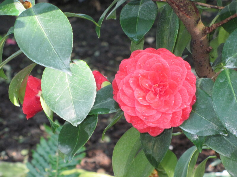 Red Camellia Flower — Calm, Spring, Photograph