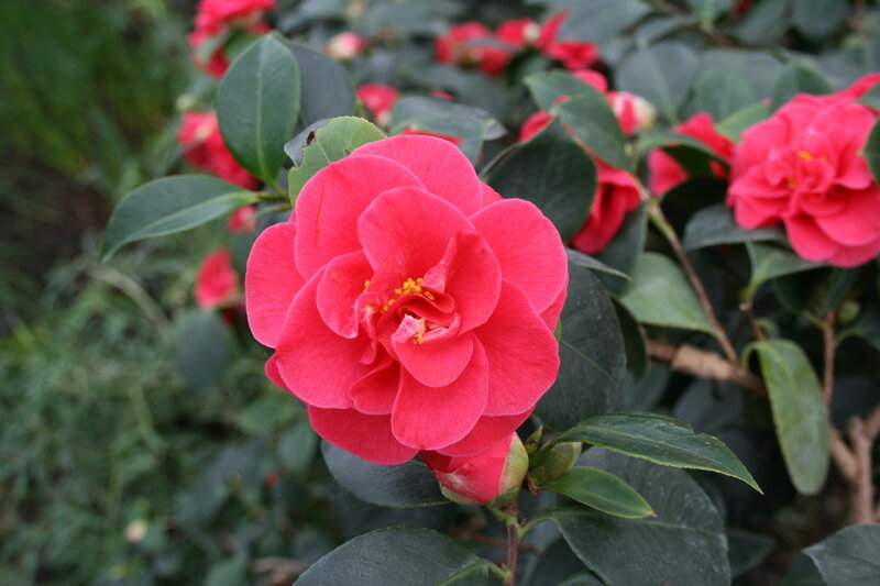 Red Camellia Flower — Calm, Spring