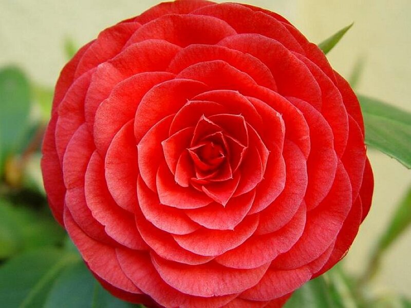Red Camellia Flower — Calm