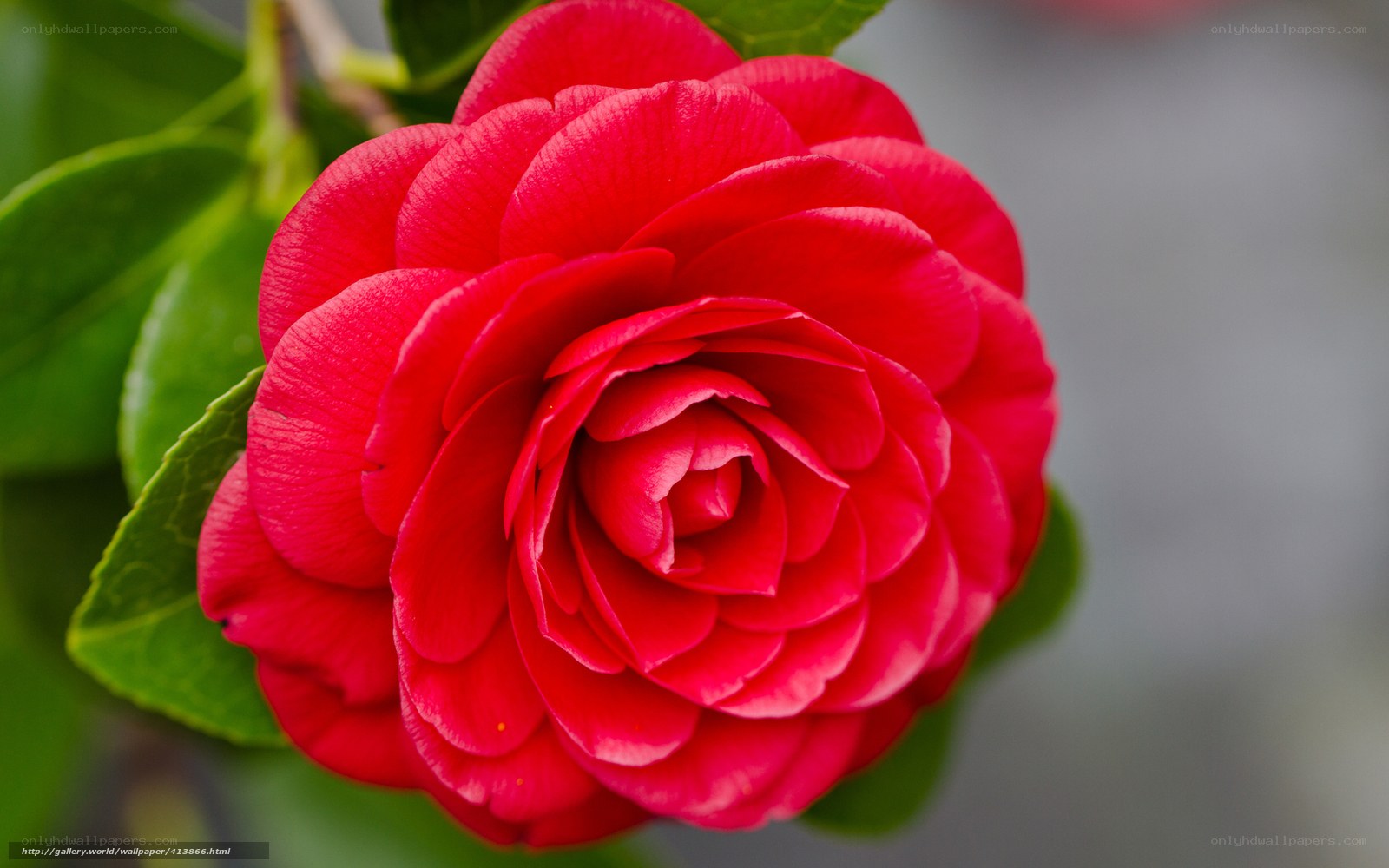 Red camellia flower close-up