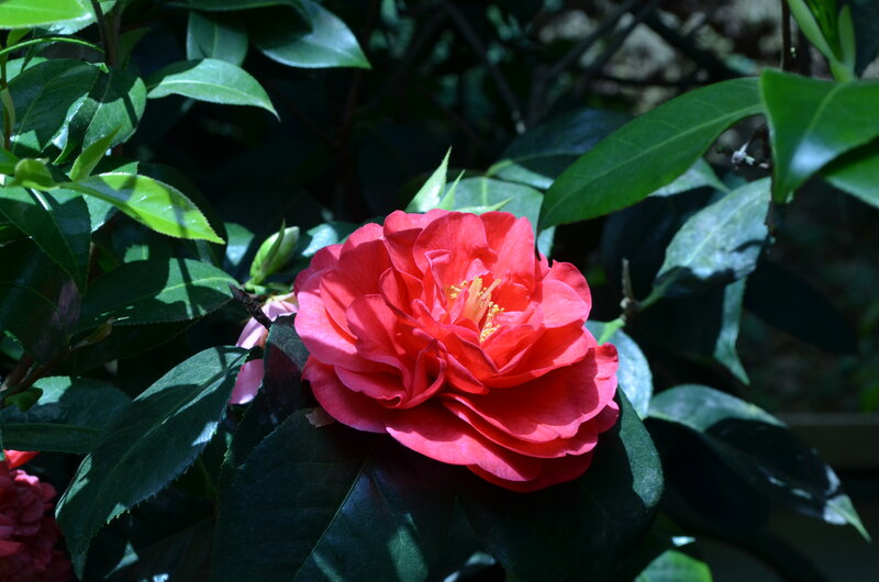 Red Camellia Flower — Dramatic, Afternoon, Photograph
