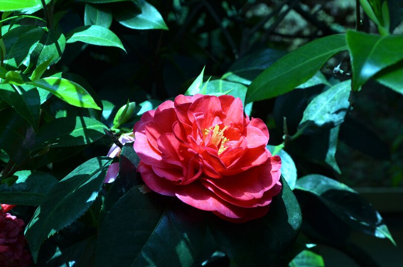 Red Camellia Flower — Dramatic, Afternoon