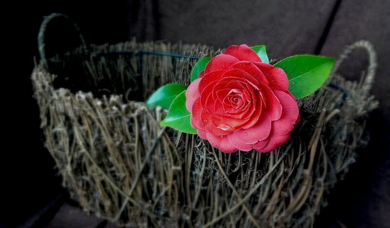 Red Camellia Flower — Dramatic, Photograph, Basket