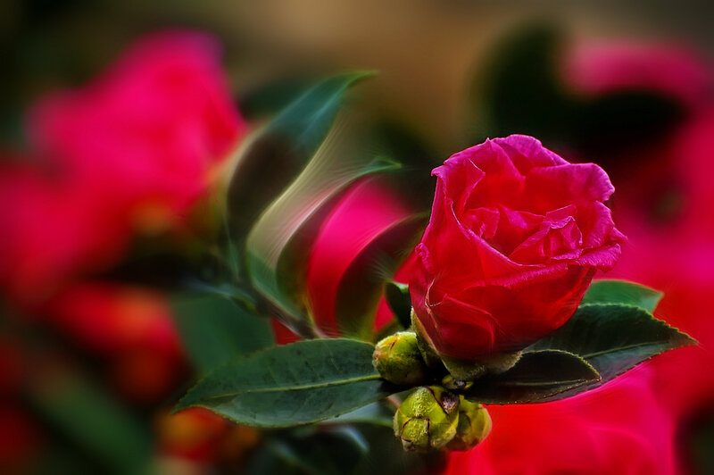 Red Camellia Flower — Dramatic, Photograph