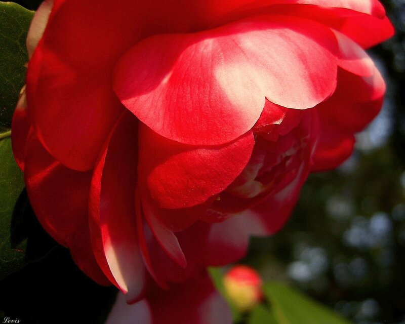 Red Camellia Flower — Dramatic