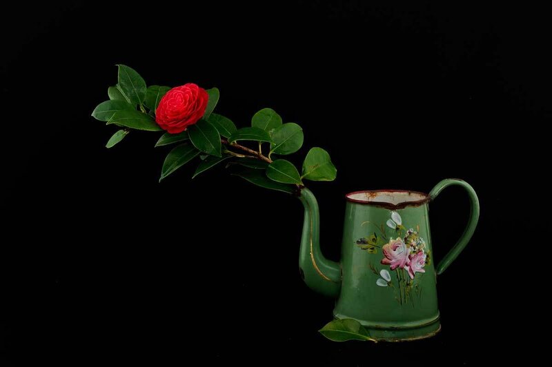 Red Camellia Flower — Green