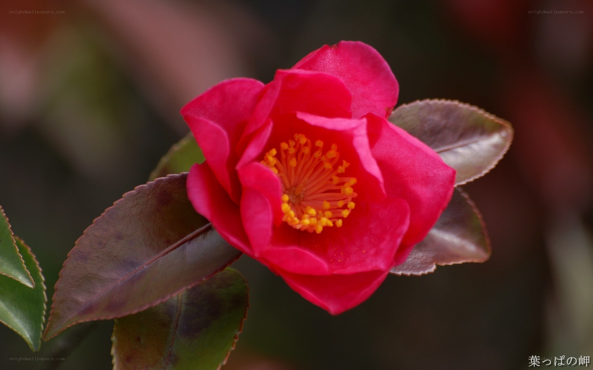 Red camellia flower in bloom