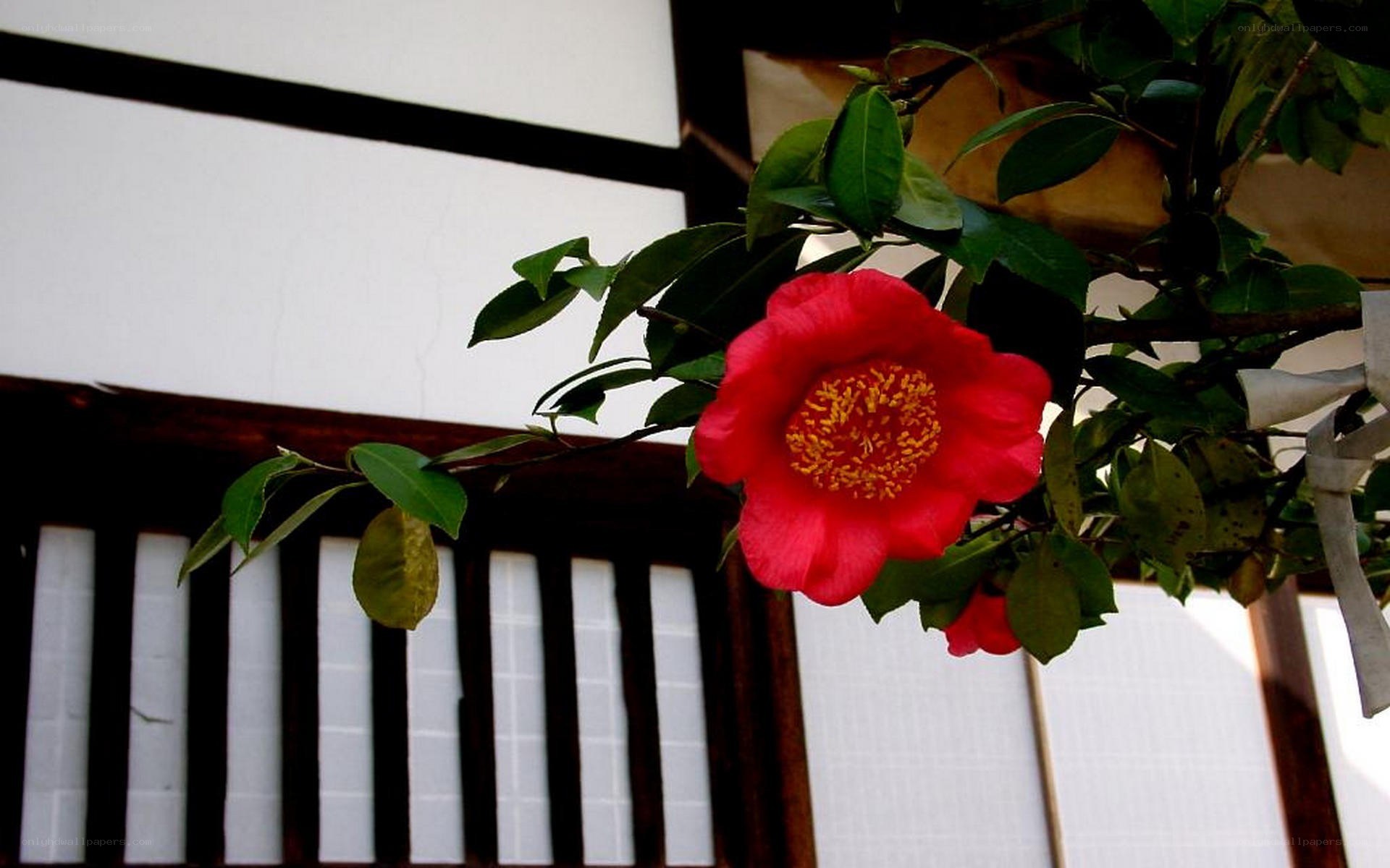 Red camellia flower in garden