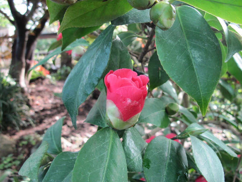 Red Camellia Flower — Natural, Afternoon