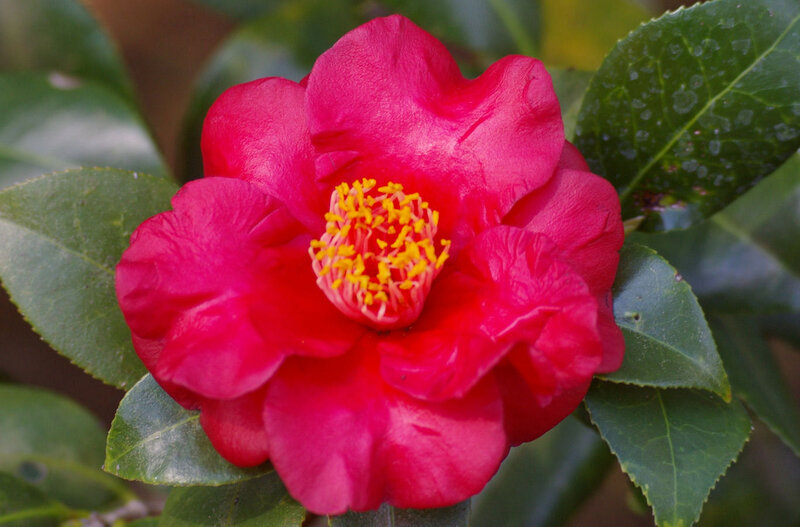Red Camellia Flower — Natural, Photograph
