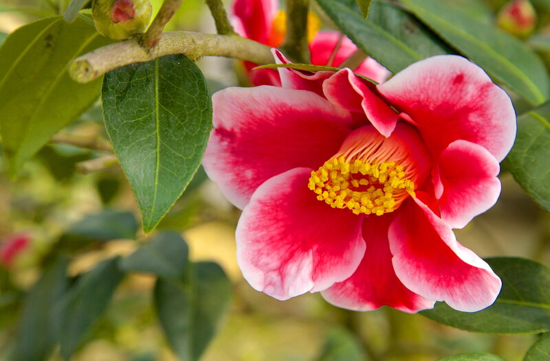 Red Camellia Flower — Natural, Spring, Photograph