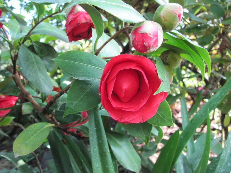Red Camellia Flower — Natural, Spring
